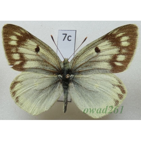 Colias alpherakii Staudinger, 1882 Kyrgyzstan7c